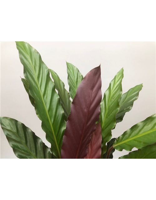 Calathea rufibarba T19