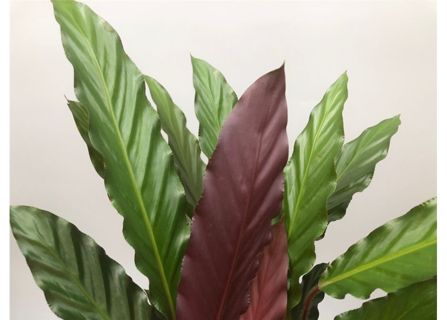 Calathea rufibarba T19