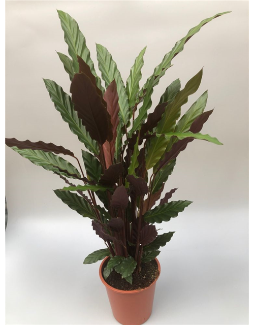 Calathea rufibarba T19