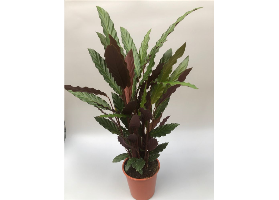 Calathea rufibarba T19