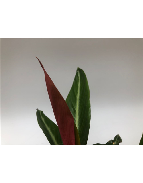 Calathea sanguinea