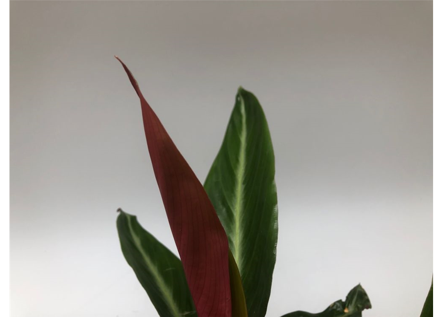 Calathea sanguinea