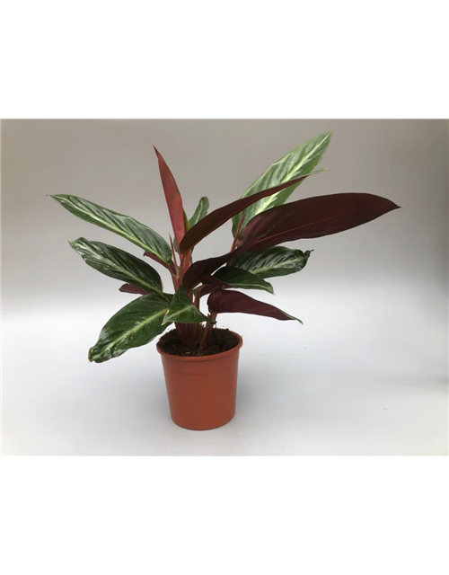 Calathea sanguinea