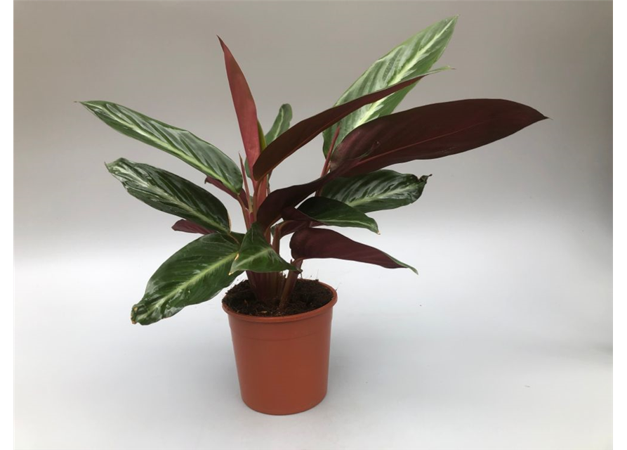 Calathea sanguinea