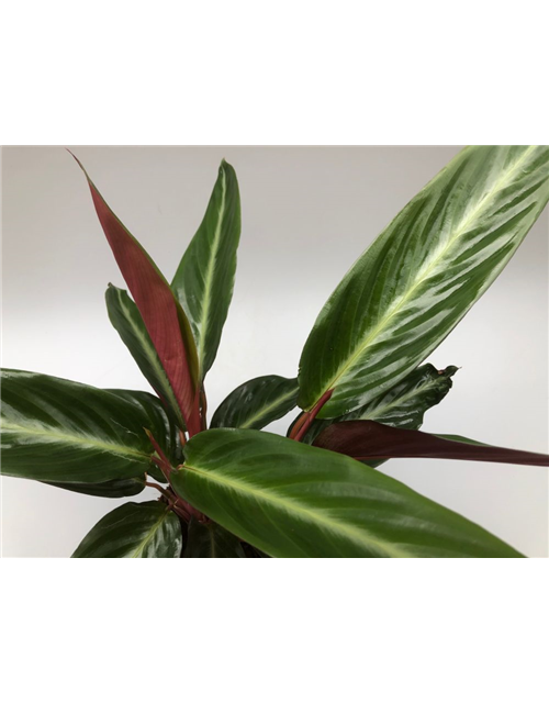 Calathea sanguinea