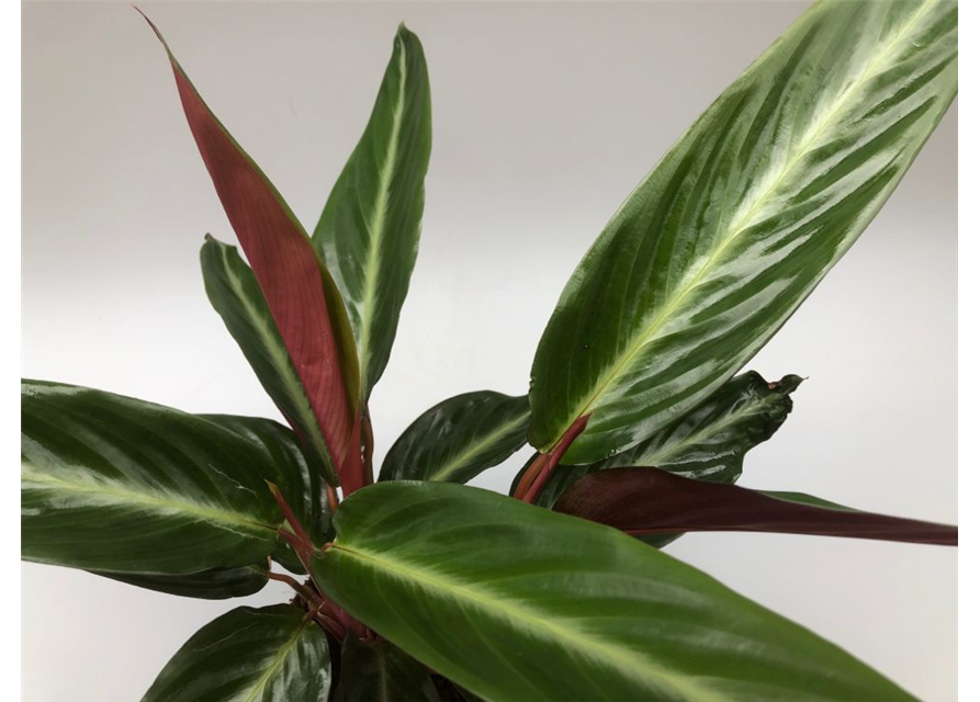 Calathea sanguinea