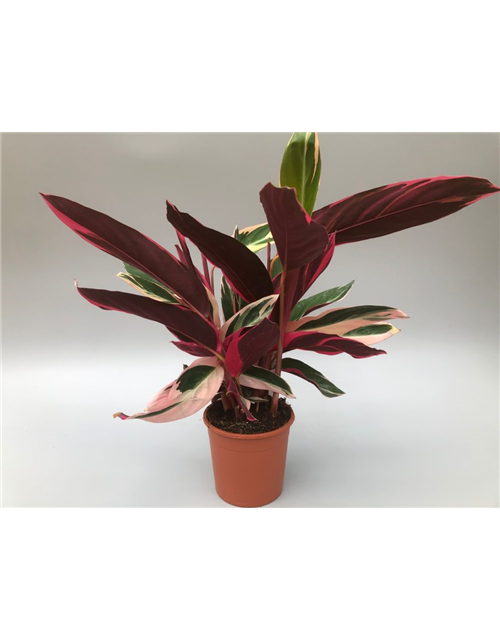 Calathea sanguinea Triostar