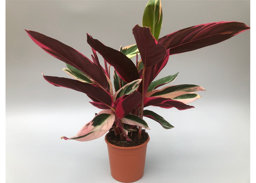 Calathea sanguinea Triostar