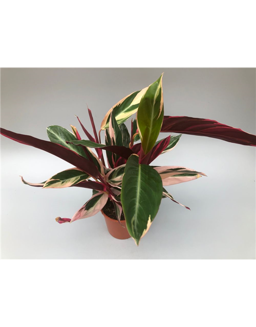 Calathea sanguinea Triostar