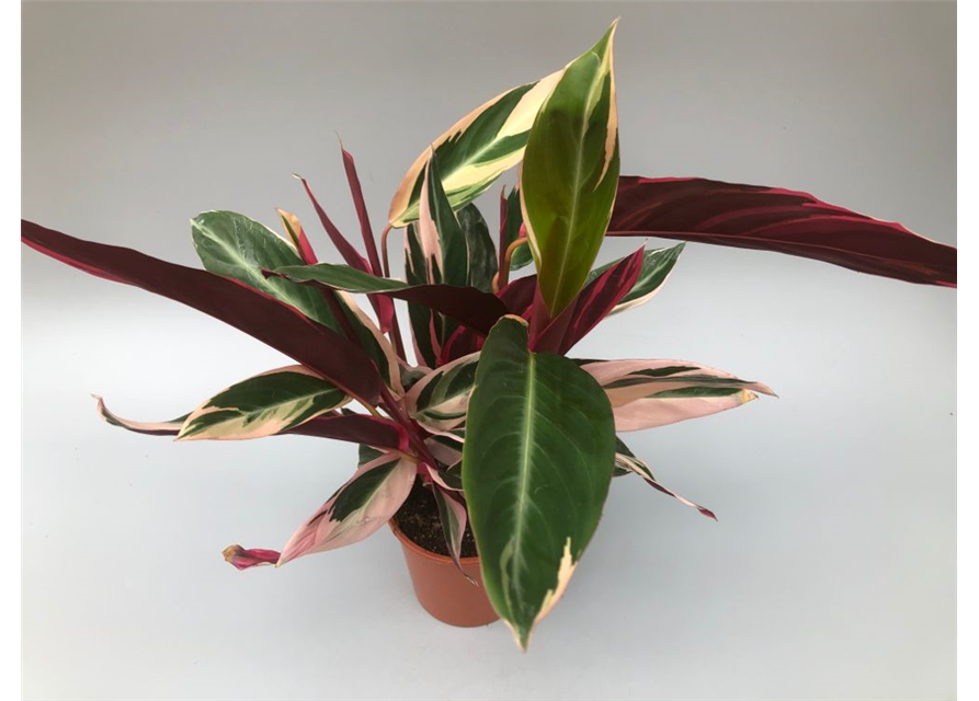 Calathea sanguinea Triostar