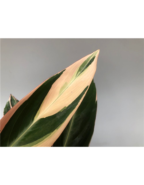 Calathea sanguinea Triostar