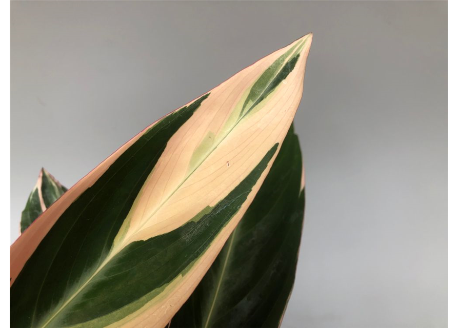 Calathea sanguinea Triostar