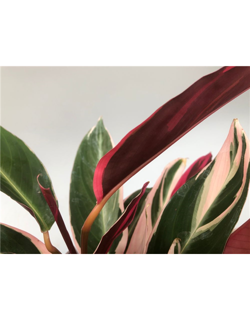 Calathea sanguinea Triostar