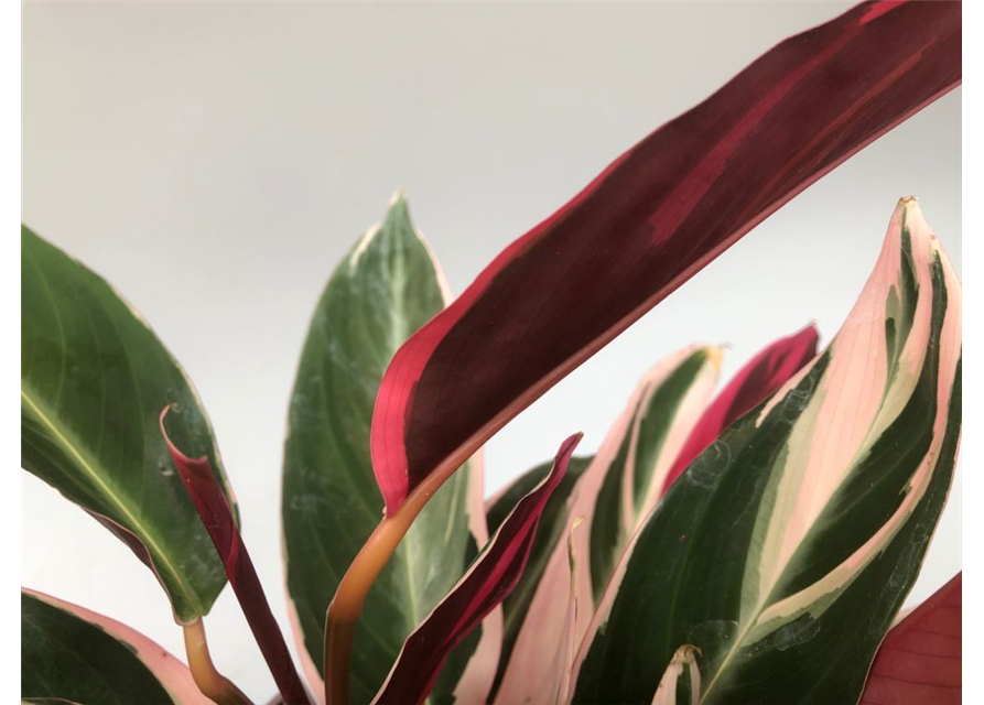 Calathea sanguinea Triostar