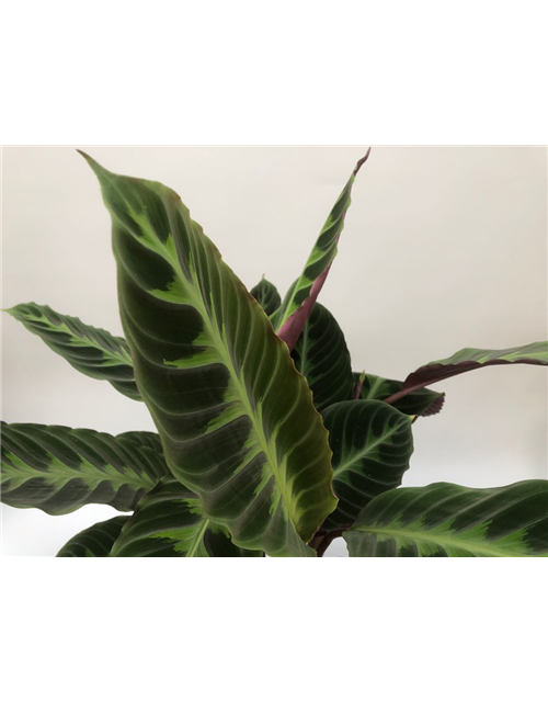 Calathea warscewiczii