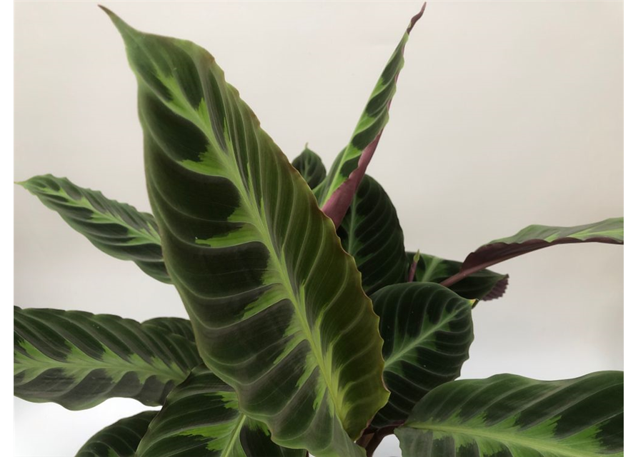 Calathea warscewiczii