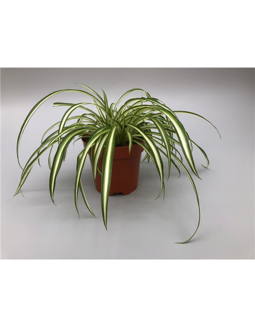 Chlorophytum comosum Atlantic T12