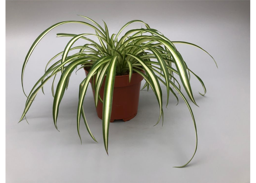 Chlorophytum comosum Atlantic T12