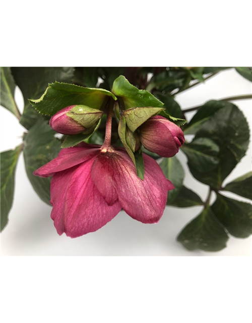 Helleborus glandorfensis Topf17