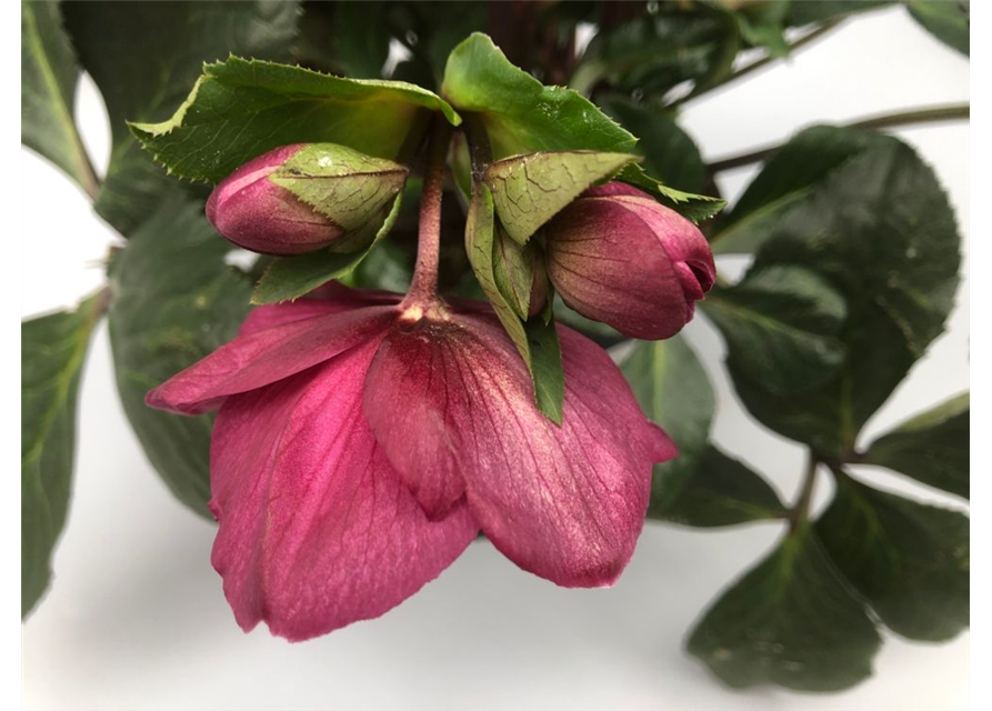 Helleborus glandorfensis Topf17