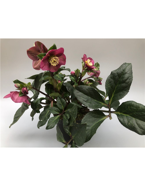 Helleborus glandorfensis Topf17