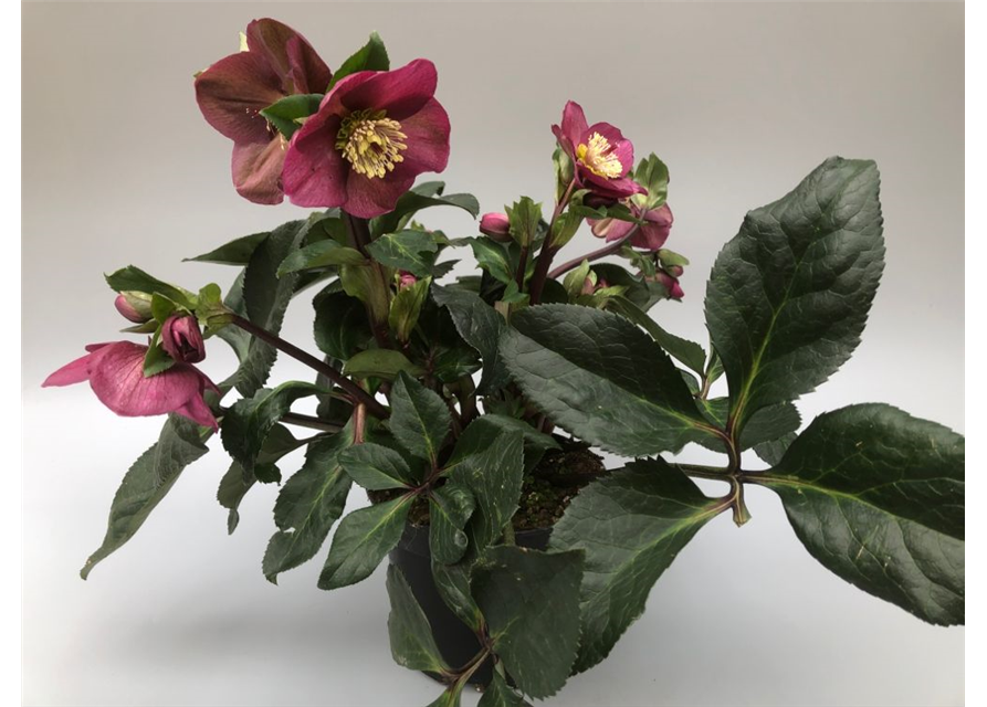 Helleborus glandorfensis Topf17