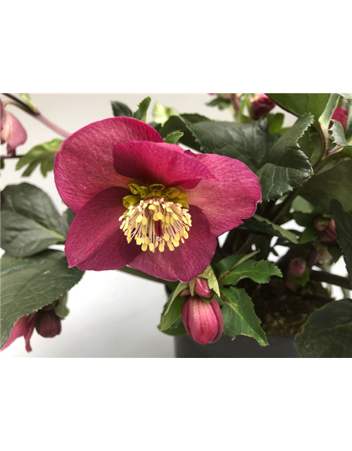 Helleborus glandorfensis Topf17