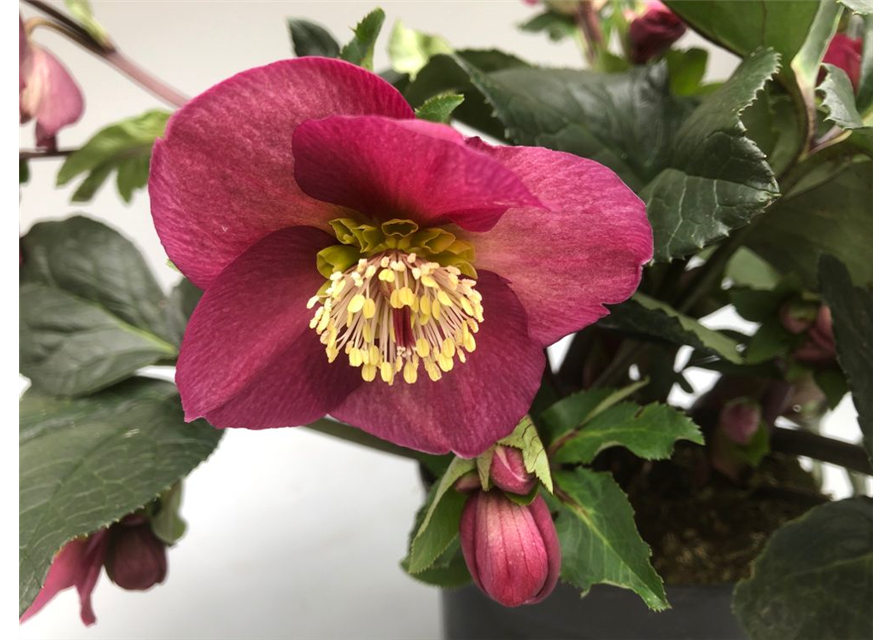 Helleborus glandorfensis Topf17