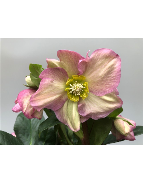 Helleborus glandorfensis Ice N´Rose Rosetta