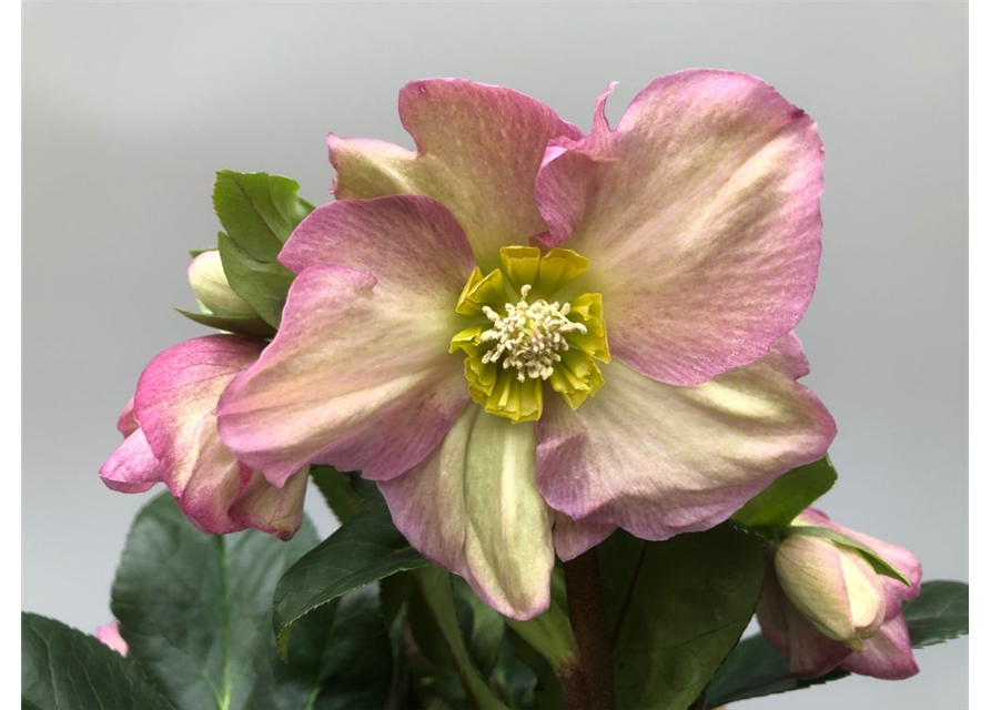 Helleborus glandorfensis Ice N´Rose Rosetta