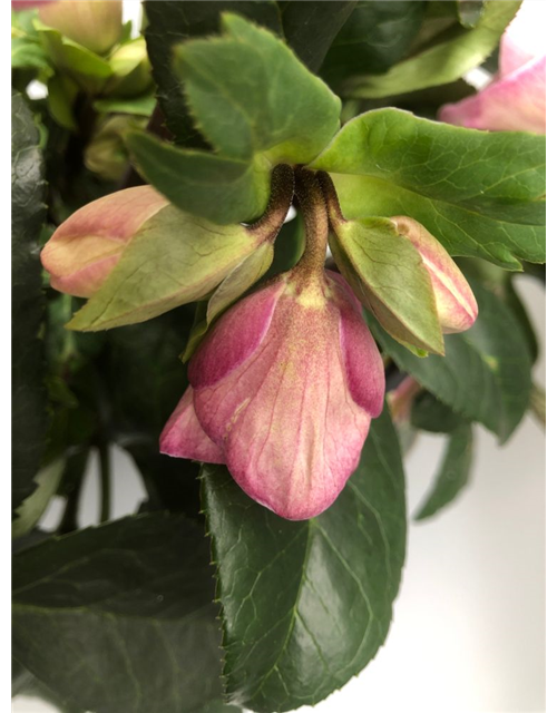 Helleborus glandorfensis Ice N´Rose Rosetta