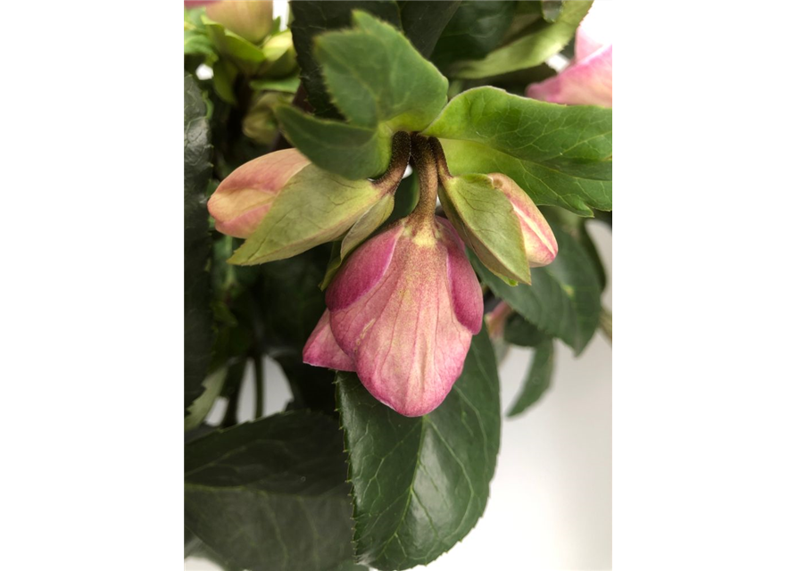 Helleborus glandorfensis Ice N´Rose Rosetta