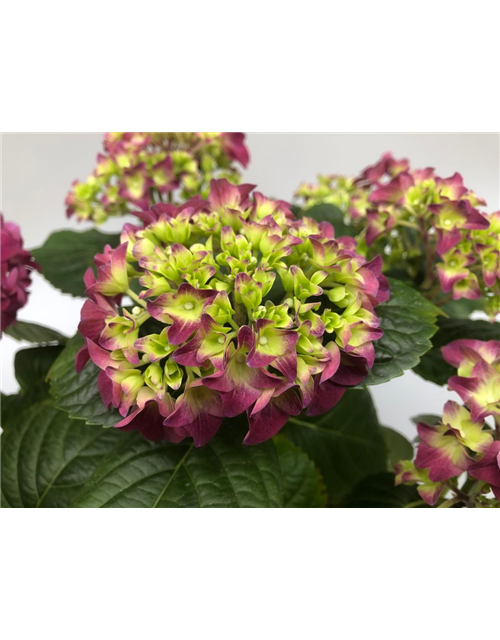 Hydrangea macrophylla