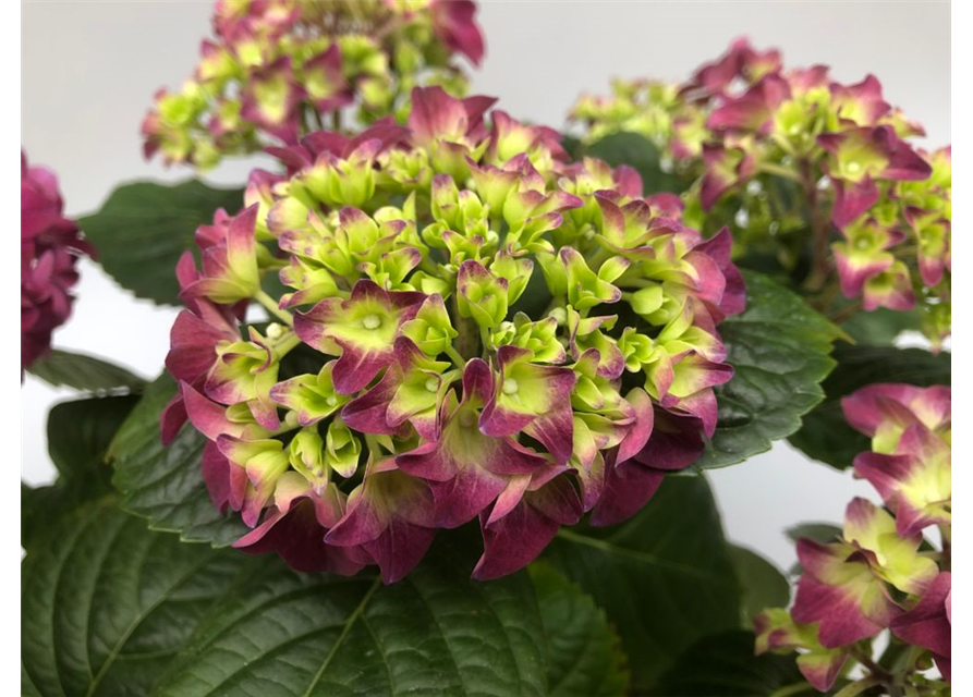 Hydrangea macrophylla