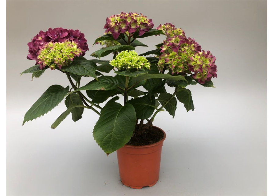 Hydrangea macrophylla