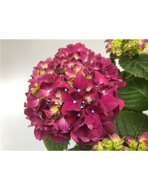 Hydrangea macrophylla