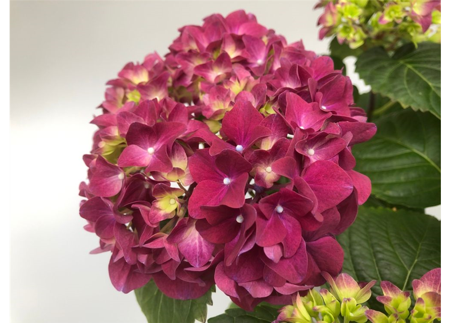 Hydrangea macrophylla