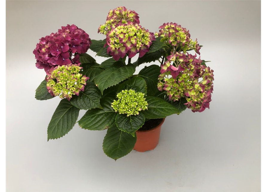 Hydrangea macrophylla