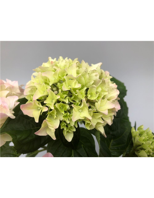 Hydrangea macrophylla