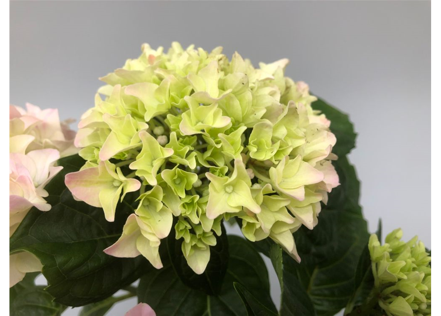 Hydrangea macrophylla