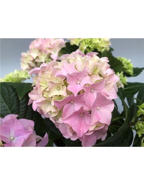 Hydrangea macrophylla