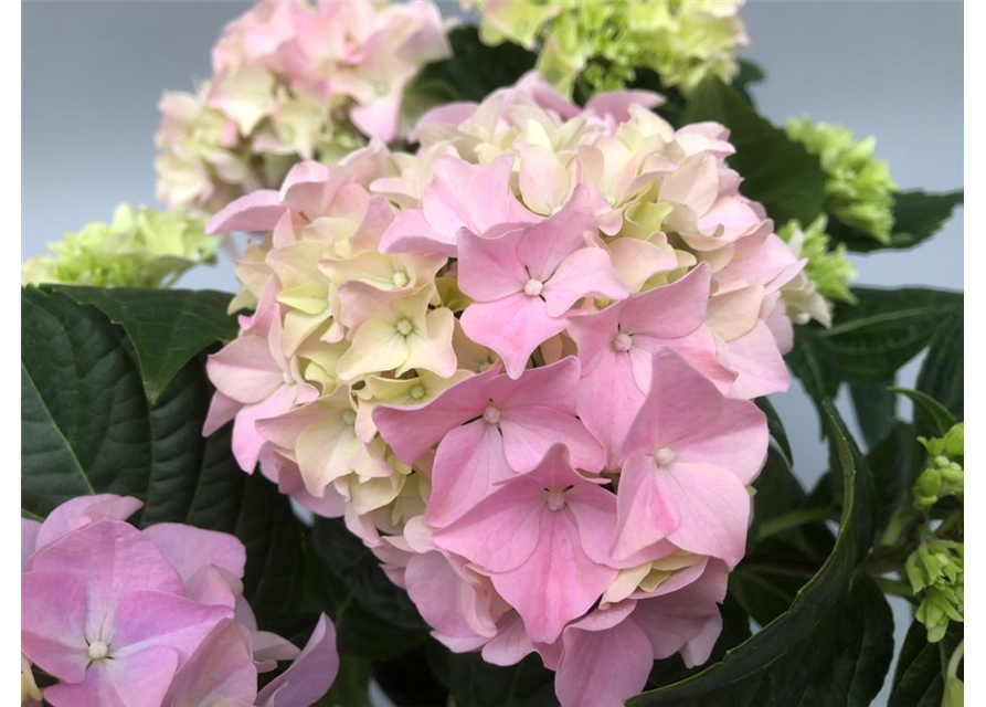 Hydrangea macrophylla