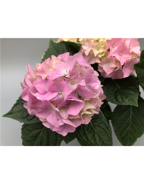 Hydrangea macrophylla