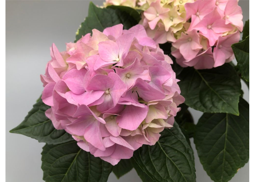 Hydrangea macrophylla