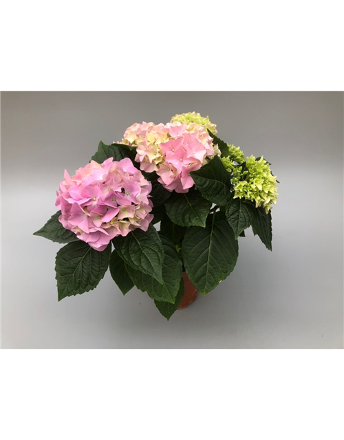 Hydrangea macrophylla