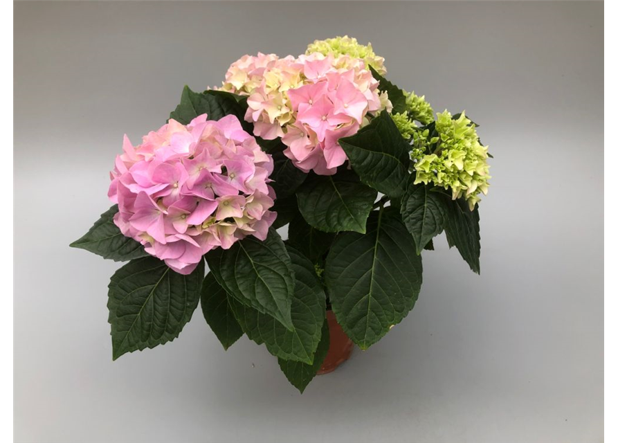 Hydrangea macrophylla