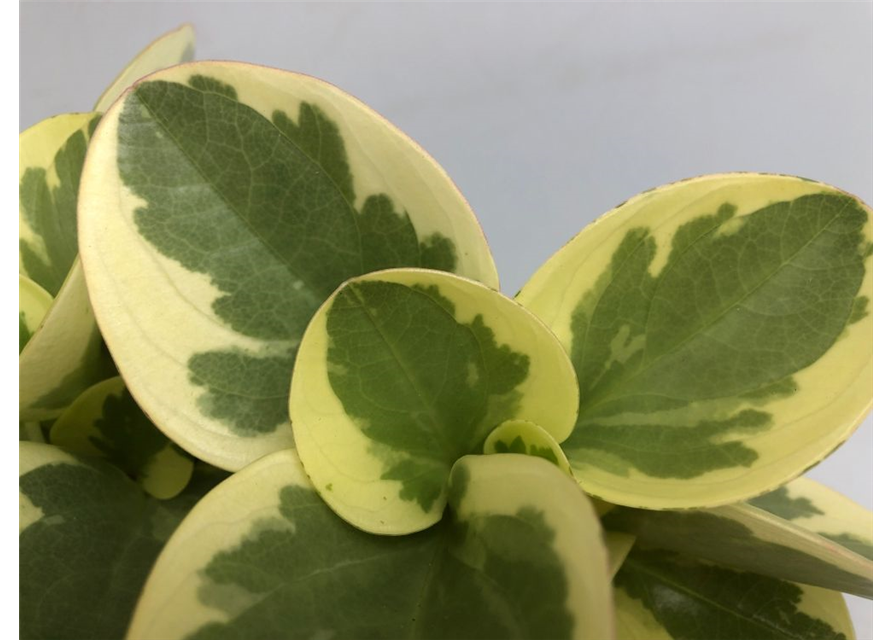 Peperomia obt. Obtipan Bicolor T12