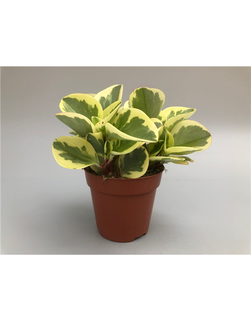 Peperomia obt. Obtipan Bicolor T12