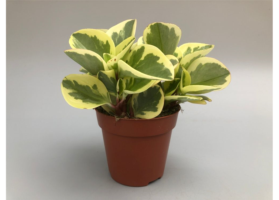 Peperomia obt. Obtipan Bicolor T12