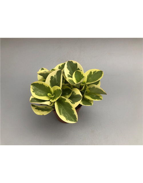 Peperomia obt. Obtipan Bicolor T12